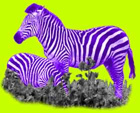 Geht da was mit Zebras??